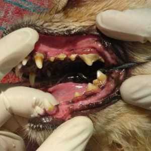 Il mio cane ha bisogno di denti spazzolati tutti i giorni?