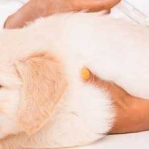 Il vostro cucciolo ha bisogno di un vaccino Bordetella?