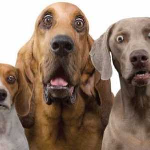 I cani comunicano attraverso le espressioni facciali