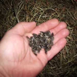 Feeding conigli semi di girasole olio nero