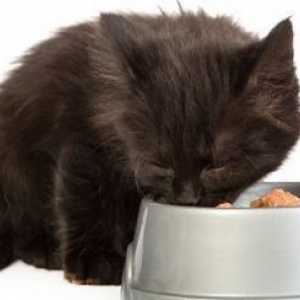 Nutrire il gattino per i primi giorni a casa