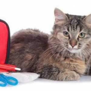 Feline primo soccorso: come mantenere il vostro gatto al sicuro