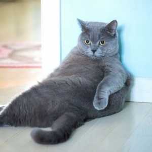 Obesità felina è colpa tua, non il vostro gatto