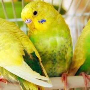 Trovare il vostro nuovo amico piumato: i primi 10 uccelli da compagnia