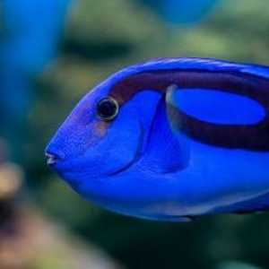 Trovare la propria ?? Dory ?? ?? quello che c`è da sapere su possedere un pesce azzurro tang
