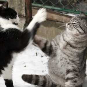 Prima regola del fight club gatto: ascessi capita (arrivare al veterinario)