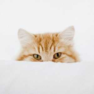 Cinque fatti sorprendenti circa le orecchie del vostro gatto