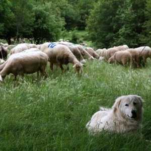 Cinque migliori cani da guardia del bestiame