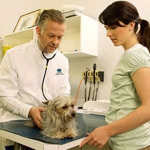 Cinque domande da porre al vostro veterinario
