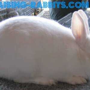 Florida coniglio bianco