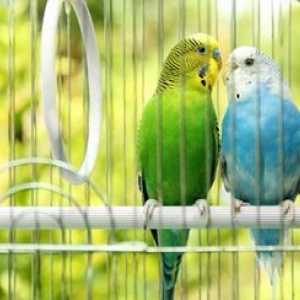 Per gli uccelli: la tua guida a possedere un amico piumato