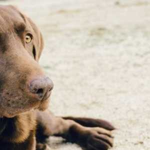 Quattro su dieci proprietari di animali domestici hanno ‘tirato un sickie’ per…