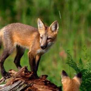 Amici Foxy come animali domestici: una storia di salvataggio