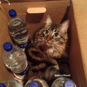 Divertente: scatole di cartone per i gatti, ordinati