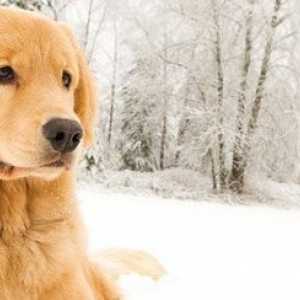 Cambiavalute gioco: grandi prodotti dell`animale domestico per clima invernale