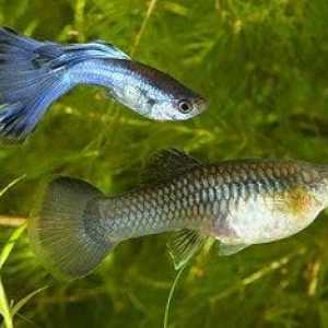 Periodo di gestazione per pesci rossi