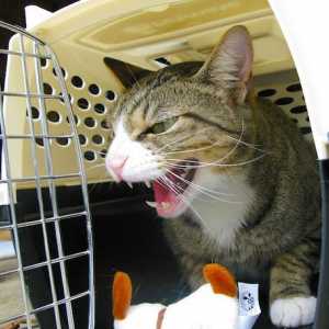 Ottenere il vostro gatto in un vettore (senza spargimento di sangue)
