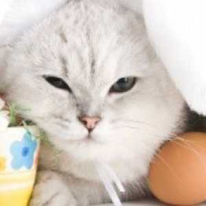 Dare il vostro gatto un paniere di Pasqua: dolcetti di Pasqua e regali per i gatti