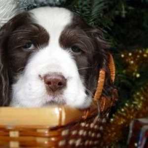 Dare un cucciolo per Natale? Qui ?? s come preparare