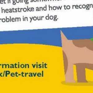 Andare all`estero con il cane? Farli viaggiare pronti