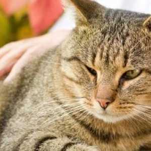 Anni d`oro: la cura per il vostro gatto anziano
