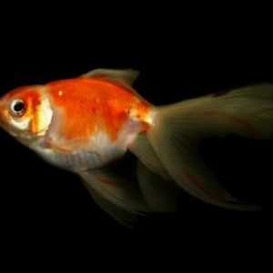 Colori Goldfish