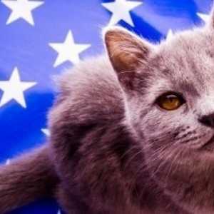 Grandi nomi per i gatti patriottici