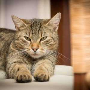 Guida: cibo per gatti relativi problemi di salute