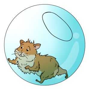 Palle Hamster: la scelta di una palla di esercizio criceto!