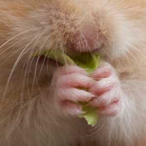 Problemi dentali Hamster