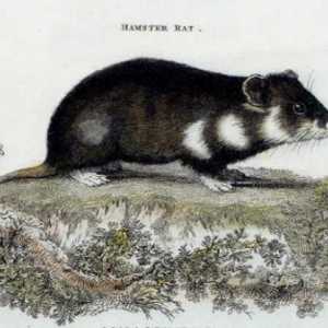 Storia Hamster