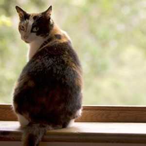 Filariosi cardiopolmonare: i gatti diventano troppo