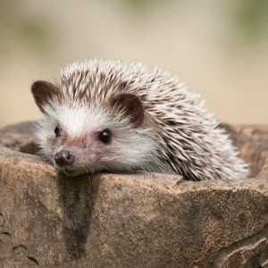 Giorno Hedgehog: 8 cose da sapere su queste creature d`india