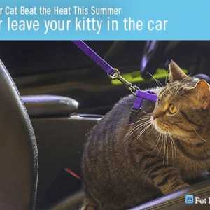 Aiuta il tuo gatto combattere il caldo di questa estate!