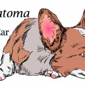 Ematoma: gonfia lembo dell`orecchio del cane e come trattarla