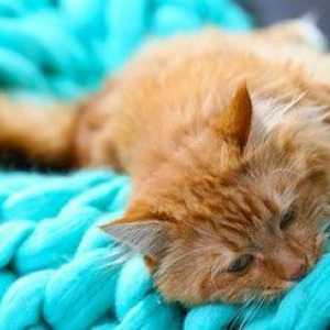 Assistenza domiciliare per i gatti: si tratta di afflizioni comuni