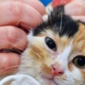 Assistenza domiciliare del gatto con un`infezione all`orecchio