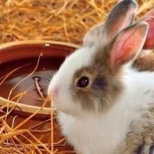 Giocattoli fatti in casa il coniglio ameranno