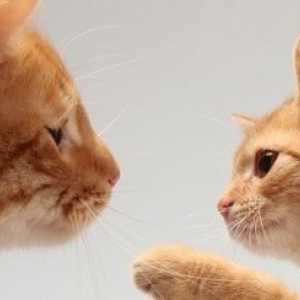 Come i gatti comunicano