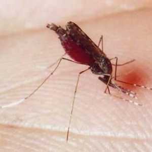Come si fa a fermare il prurito punture di zanzara naturale