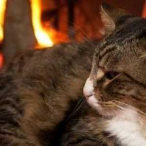 Come incendi casa possono influenzare il vostro gatto