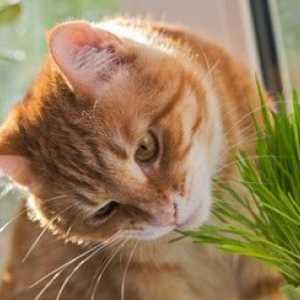 Come come mantenere il vostro gatto da mangiare i vostri piante d`appartamento