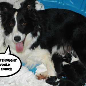Quanto dura la gestazione canina? Segni e fasi della gravidanza cane