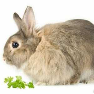 Quanto e cosa per alimentare i conigli