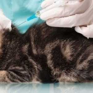 Quante volte i gatti davvero bisogno di vaccini