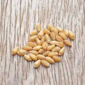 Come aggiungere germe di grano per la vostra dieta