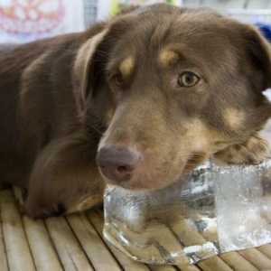 Come evitare lo stress da calore nel vostro animale domestico questa estate