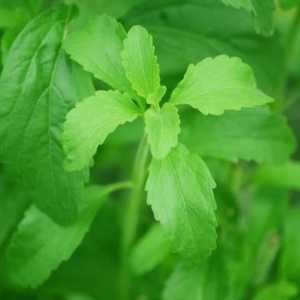 Come prendersi cura di una pianta di stevia