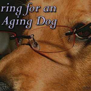 Come prendersi cura di un cane di invecchiamento