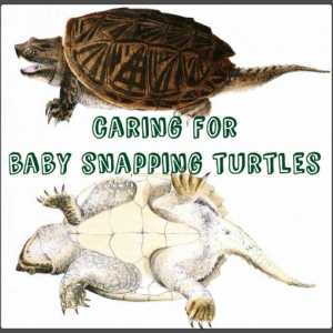 Come prendersi cura di tartarughe snapping